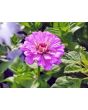 Zinnia 'Fruit Smoothie Mix' Seeds (Certified Organic)