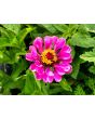 Zinnia 'Fruit Smoothie Mix' Seeds (Certified Organic)