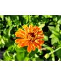Zinnia 'Fruit Smoothie Mix' Seeds (Certified Organic)
