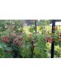 Wild Blackberry Seeds (Certified Organic)