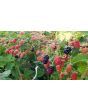 Wild Blackberry Seeds (Certified Organic)