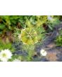 Love-in-a-Mist 'Persian Jewels Blue and White Mix' Seeds (Certified Organic)