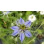 Love-in-a-Mist 'Persian Jewels Blue and White Mix' Seeds (Certified Organic)