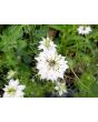 Love-in-a-Mist 'Persian Jewels Blue and White Mix' Seeds (Certified Organic)