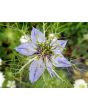 Love-in-a-Mist 'Persian Jewels Blue and White Mix' Seeds (Certified Organic)