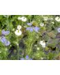 Love-in-a-Mist 'Persian Jewels Blue and White Mix' Seeds (Certified Organic)