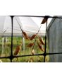 Hairy Vetch Seeds (Certified Organic)