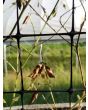 Hairy Vetch Seeds (Certified Organic)