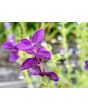 Salvia 'Blue Monday' Seeds (Certified Organic)