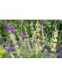 Salvia 'Blue Monday' Seeds (Certified Organic)