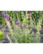 Salvia 'Blue Monday' Seeds (Certified Organic)