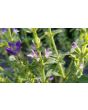 Salvia 'Blue Monday' Seeds (Certified Organic)
