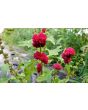 Strawberry Spinach Seeds (Certified Organic)