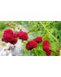Strawberry Spinach Seeds (Certified Organic)