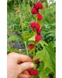 Strawberry Spinach Seeds (Certified Organic)