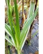 Flint Corn 'Japonica Striped' Seeds (Certified Organic)