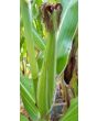 Flint Corn 'Japonica Striped' Seeds (Certified Organic)