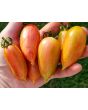 Tomato 'Maglia Rosa' 