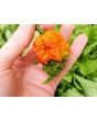 Hot Pepper ‘Zing’ Seeds (Certified Organic)