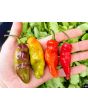 Hot Pepper ‘Black Ghost (Bhut Jolokia x Pimenta de Neyde)' Seeds (Certified Organic)
