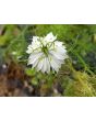Love-in-a-Mist 'Persian Jewels Blue and White Mix' Seeds (Certified Organic)