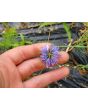 Love-in-a-Mist 'Persian Jewels Blue and White Mix' Seeds (Certified Organic)