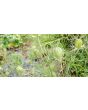 Love-in-a-Mist 'Persian Jewels Blue and White Mix' Seeds (Certified Organic)