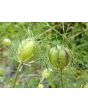 Love-in-a-Mist 'Persian Jewels Blue and White Mix' Seeds (Certified Organic)