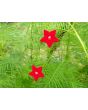 Morning Glory Cypress Vine, Red