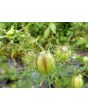 Love-in-a-Mist 'Persian Jewels Blue and White Mix' Seeds (Certified Organic)