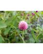 Globe Amaranth ‘Pastel Purple’ Seeds (Certified Organic)