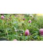 Globe Amaranth ‘Pastel Purple’ Seeds (Certified Organic)