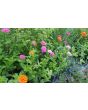Zinnia 'Fruit Smoothie Mix' Seeds (Certified Organic)