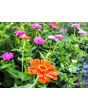 Zinnia 'Fruit Smoothie Mix' Seeds (Certified Organic)