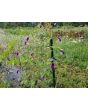 Morning Glory 'Kniola's Black Knight' Seeds (Certified Organic)