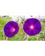 Morning Glory 'Kniola's Black Knight' Seeds (Certified Organic)