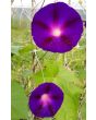 Morning Glory 'Kniola's Black Knight' Seeds (Certified Organic)