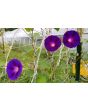 Morning Glory 'Kniola's Black Knight' Seeds (Certified Organic)