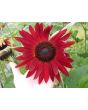 Sunflower 'Indian Blanket' Seeds (Certified Organic)