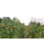 Sunflower 'Indian Blanket' Seeds (Certified Organic)