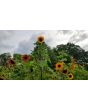 Sunflower 'Indian Blanket' Seeds (Certified Organic)
