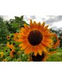 Sunflower 'Indian Blanket' Seeds (Certified Organic)