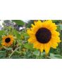 Sunflower 'Indian Blanket' Seeds (Certified Organic)