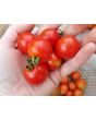 Tomato 'Scarlet Gem' 