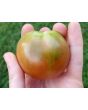 Tomato 'Shokoladnyi' 