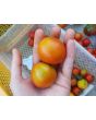 Tomato 'Sub-Arctic Plenty' 