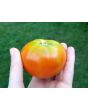 Tomato 'Manitoba'