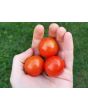 Tomato 'Tumbling Tom Red F2'