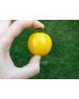Tomato 'Topaz' AKA 'Huan U'