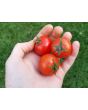 Tomato 'Nature Sweet'